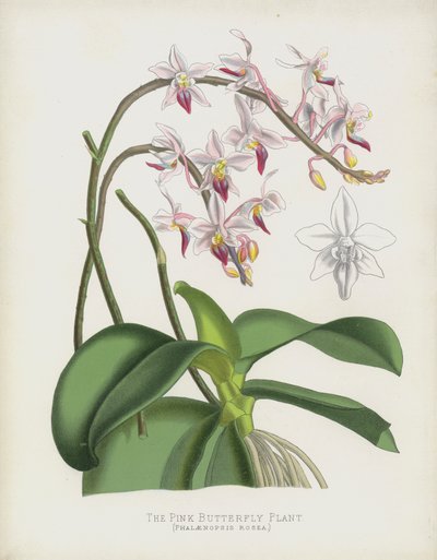 La Plante Papillon Rose, Phalaenopsis Rosea - English School